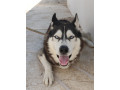 pour-avendre-husky-siberien-small-1