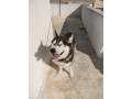pour-avendre-husky-siberien-small-3