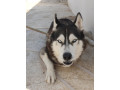pour-avendre-husky-siberien-small-2