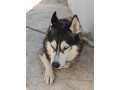 pour-avendre-husky-siberien-small-4