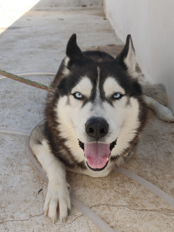 pour-avendre-husky-siberien-big-1
