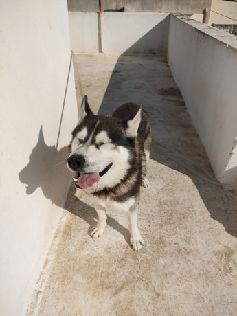 pour-avendre-husky-siberien-big-3