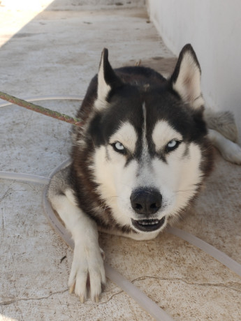 pour-avendre-husky-siberien-big-2