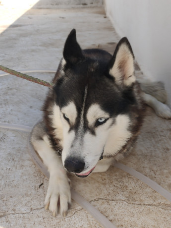 pour-avendre-husky-siberien-big-4