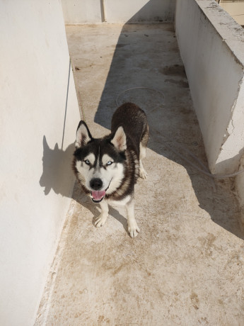 pour-avendre-husky-siberien-big-0